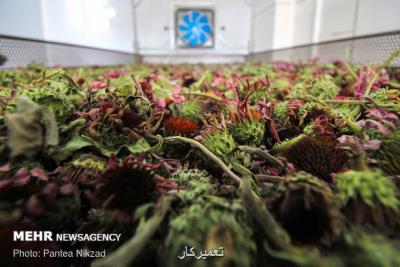 شركتهای دانش بنیان حوزه گیاهان دارویی به سوریه می روند
