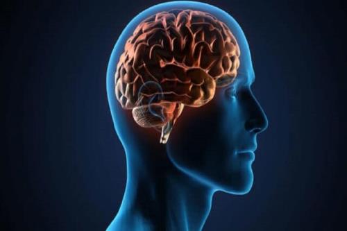 چه چیزی مغز انسان را از سایر حیوانات متمایز می کند؟