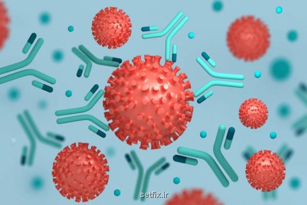 کشف یک آنتی بادی کلیدی برای خنثی کردن همه سویه های کروناویروس