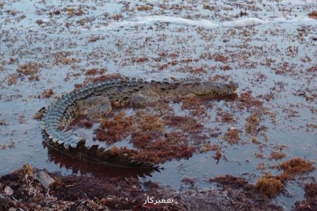 بررسی عصر یخبندان با نگاه به دی ان ای کروکودیل