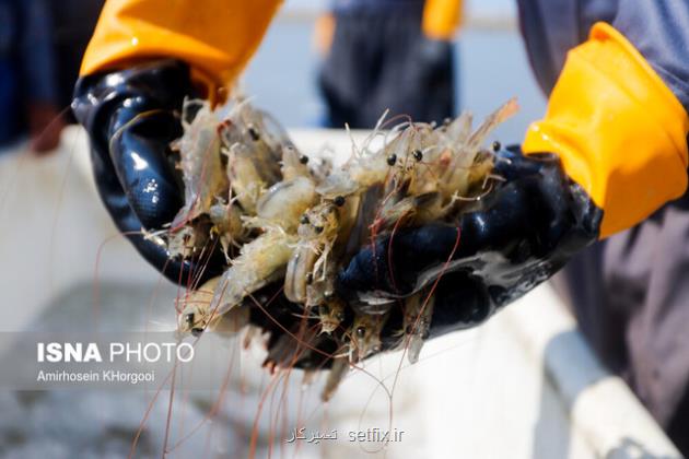 تامین مولد سالم تولید ایمن و پایدار را بدنبال دارد