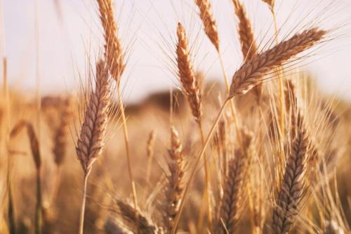 واردات برخی اقلام غذایی به اتحادیه اروپا ممنوع می شود