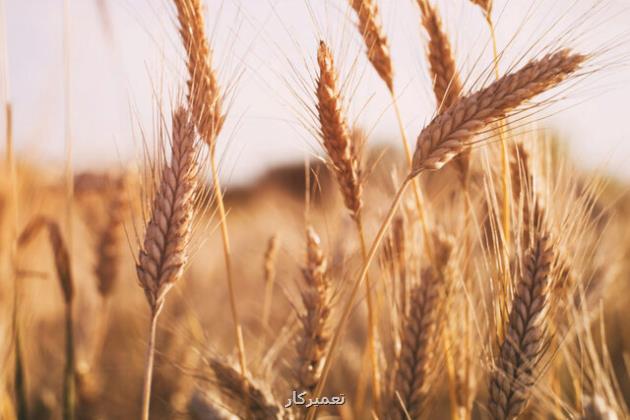 واردات برخی اقلام غذایی به اتحادیه اروپا ممنوع می شود