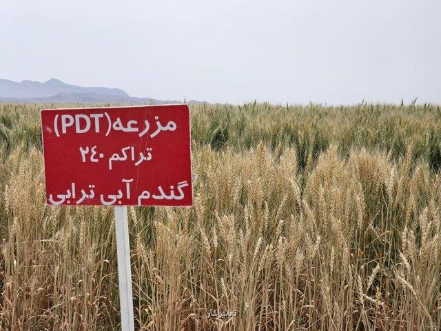 وقتی کشاورزان پیشرو به یاری دیمزارها می آیند