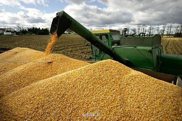 خرید ۳۰ هزار تن گندم در خرمشهر با جهش ۲۰ درصدی