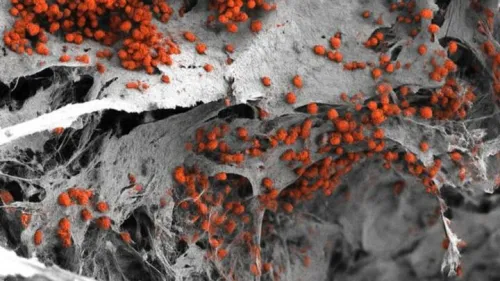 کارخانه خون سازی مغز استخوان انسان در لابراتوار ساخته شد