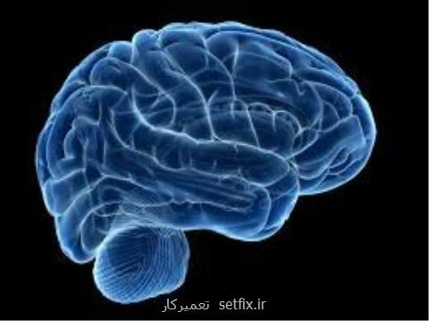 نمایش تصویر جدیدی از مغز انسان بر طبق آناتومی سیستم عصبی