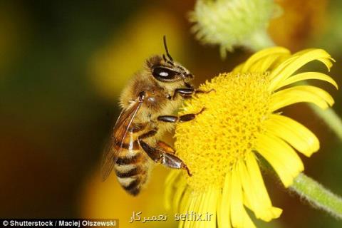 زنبورهای عسل می توانند بشمارند!