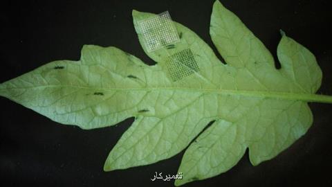 تشخیص سریع بیماری گیاهان با پچ ریزسوزن