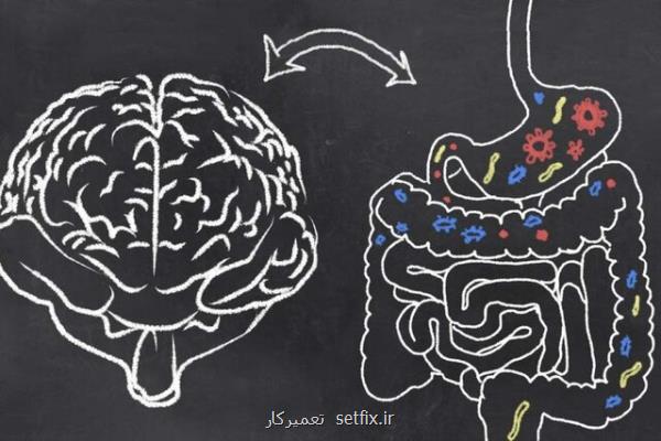 ارتباط شخصیت با میكروبیوم روده!