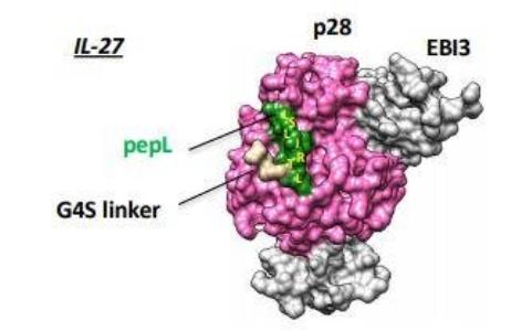 از بین بردن تومورهای سرطانی با كمك یك پروتئین