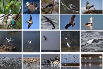 فناوری فضایی به شناسایی زیستگاه پرندگان مهاجر كمك می نماید